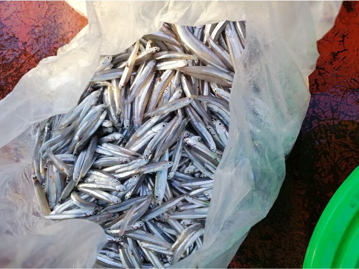 Cá tươi - Ẩm thực Vũng Bồi – An Lương