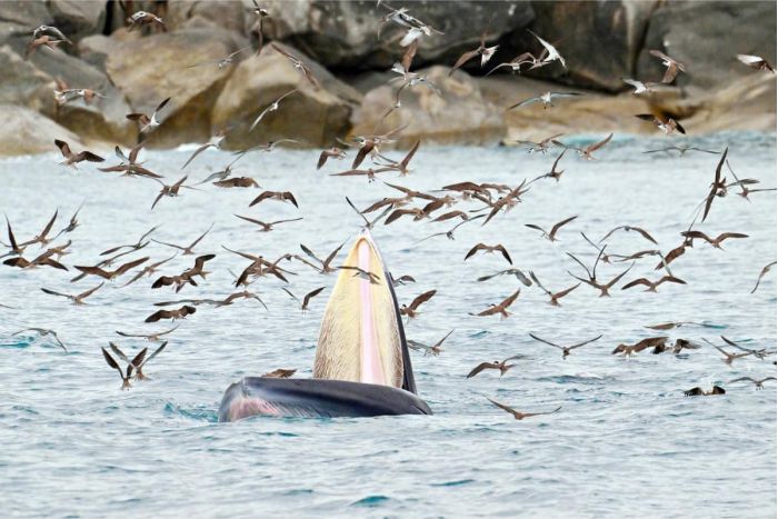 Cá voi ở biển Vũng Bồi – dấu hiệu của một vùng biển còn lành